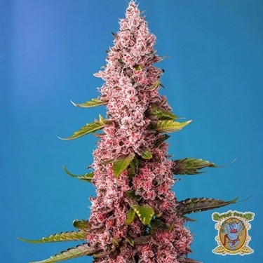 Red Hot Cookies Marijuana Plant