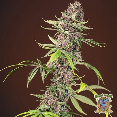 Red Mandarine F1 Fast Version Cannabis Plant