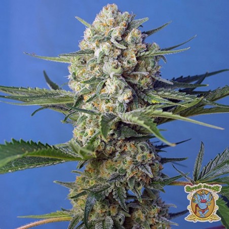 Crystal Candy Fast Version F1 Cannabis Plant