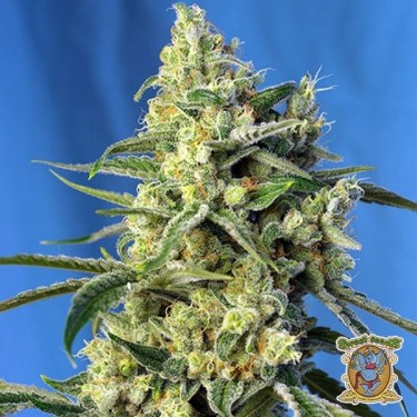 Sweet Amnesia Haze Cannabis Plant