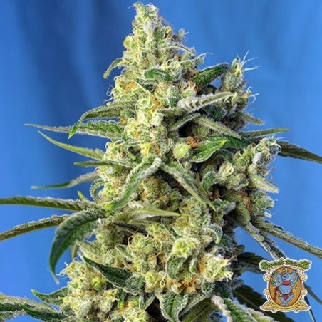 Sweet Amnesia Haze Cannabis Plant