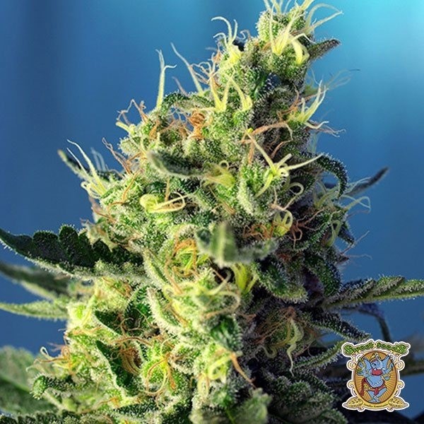 View Sweet Pure CBD Cannabis Plant