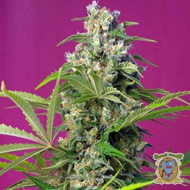 View Gorilla Girl Cannabis Plant