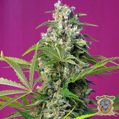 Gorilla Girl Cannabis Plant