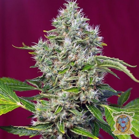San Fernando Lemon Kush Cannabis Plant