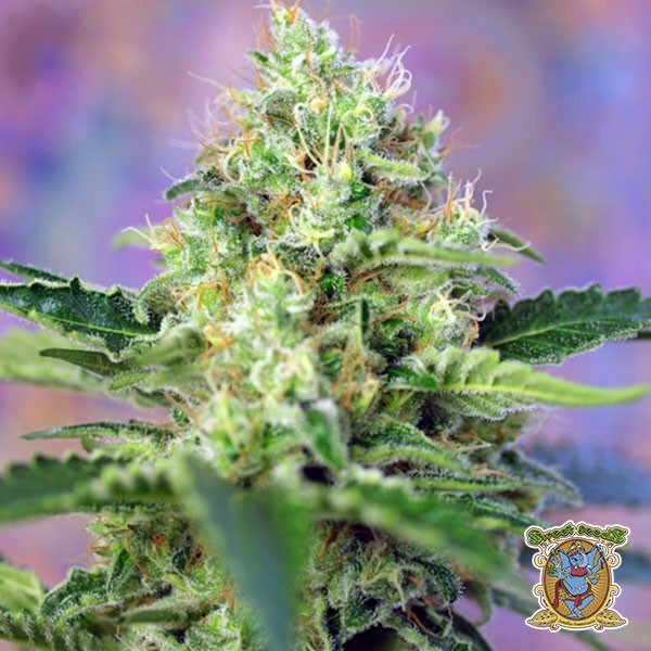 View Crystal Candy marijuana plant