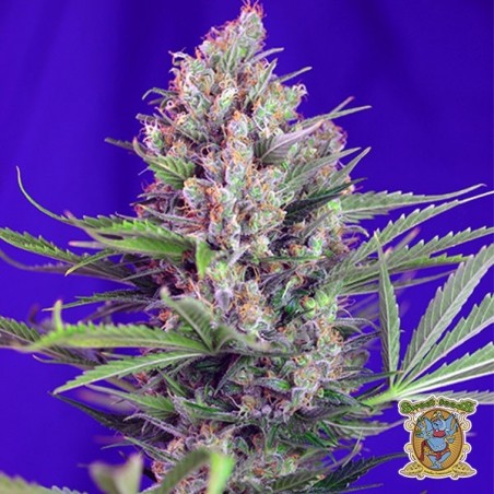 Cream Mandarine Fast Version cannabis plant