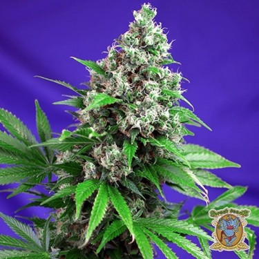 Killer Kush F1 Fast Version®