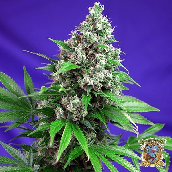 View Killer Kush Fast Version cannabis plant