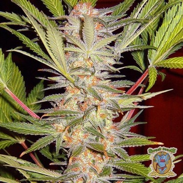Sweet Afgani Delicious Fast Version F1 S.A.D cannabis plant