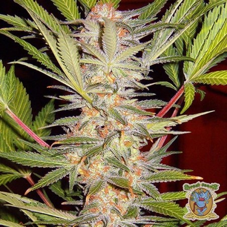 Sweet Afgani Delicious Fast Version F1 S.A.D cannabis plant