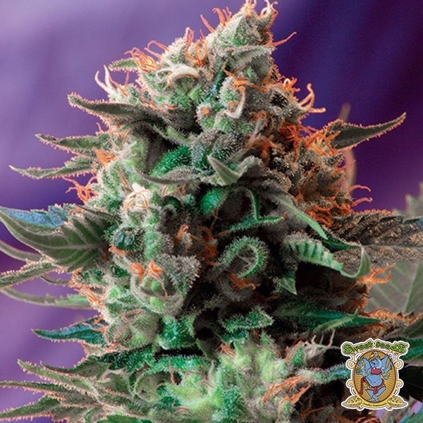View Jack 47 Fast Version F1 cannabis plant