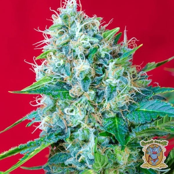 View Green Poison cannabis plant