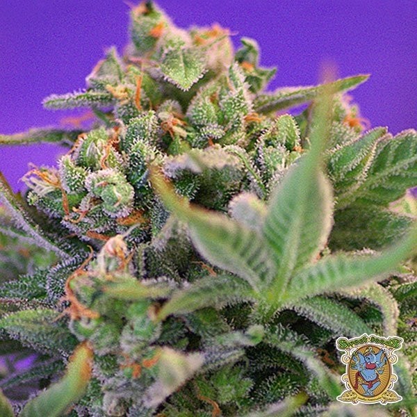View Sweet Cheese Fast Version F1 cannabis plant