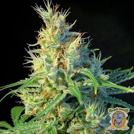 Psicodelicia cannabis plant