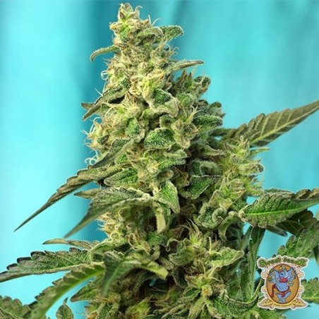 Marijuana plant