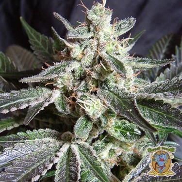 Black Jack marijuana plant