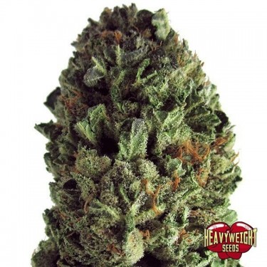 Budzilla marijuana plant