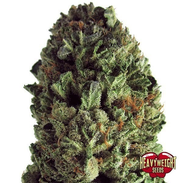 View Budzilla marijuana plant