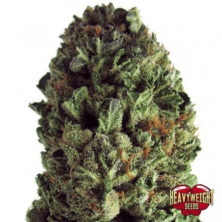 Budzilla marijuana plant
