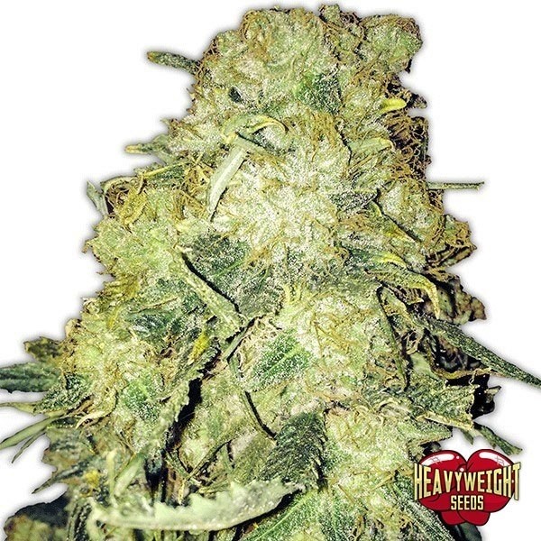 View Goldmine cannabis plant