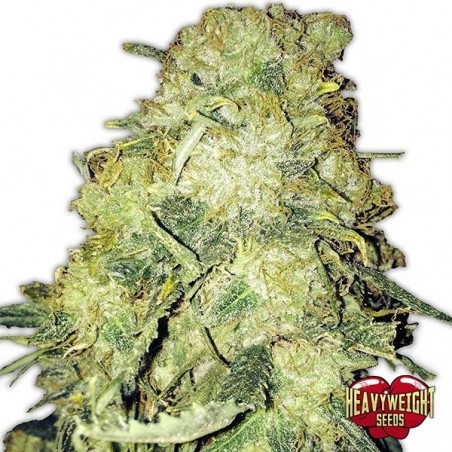 Goldmine cannabis plant