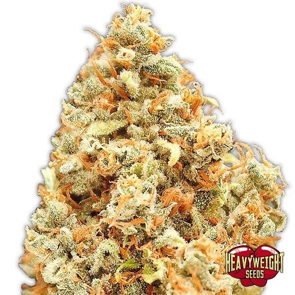 View Monster Profit Cannabis Plant