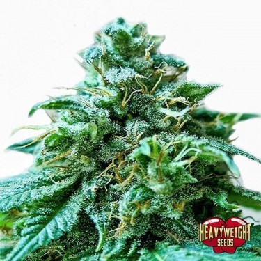 Superb O.G cannabis plant
