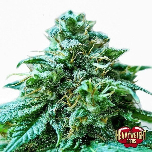 Superb O.G cannabis plant