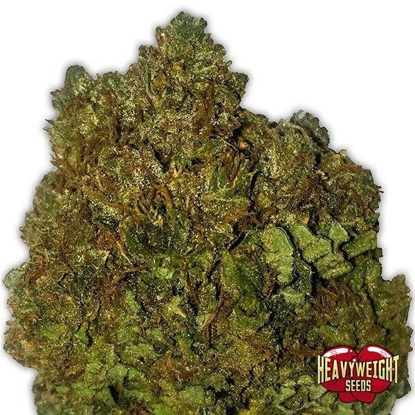 View Money Bush marijuana plant