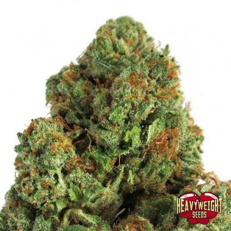 Marijuana plant