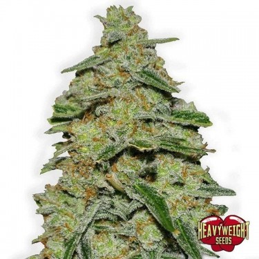 Lemon Cake cannabis plant