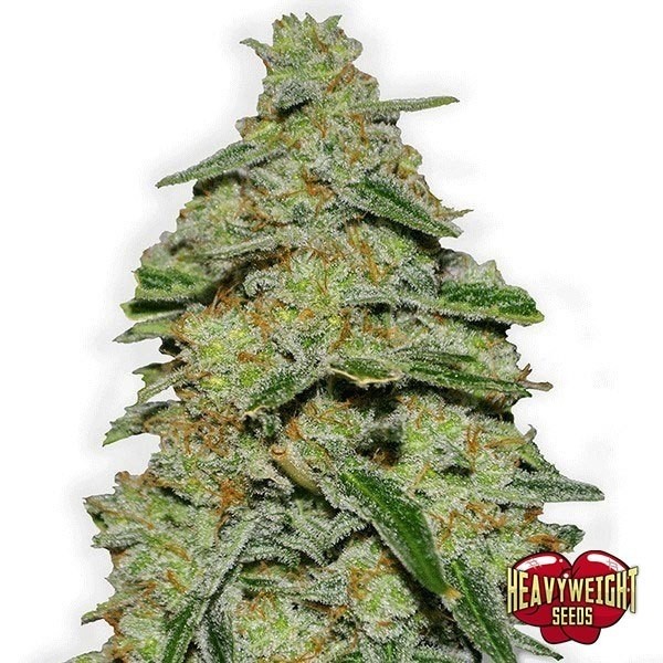 Lemon Cake cannabis plant