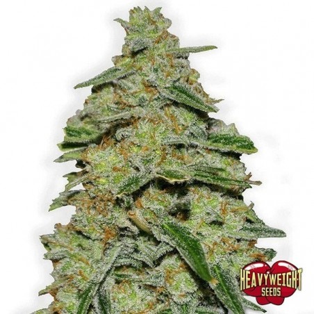 Lemon Cake cannabis plant