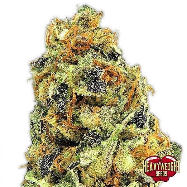 View KO Kush cannabis plant