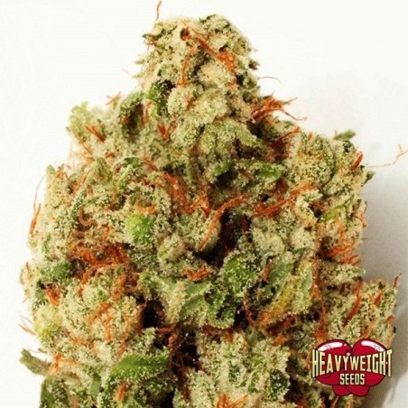 Green Ninja cannabis plant