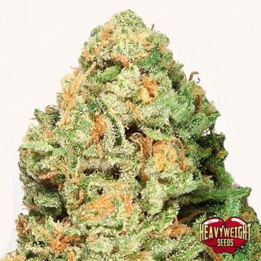 Fruit Punch