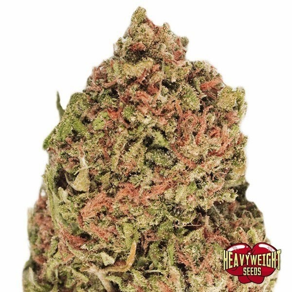 View Dream Machine cannabis plant