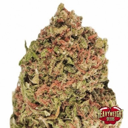 Dream Machine cannabis plant