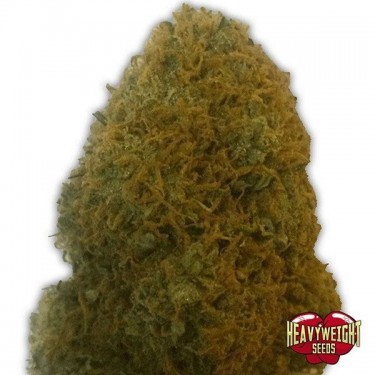 Champion marijuana plant