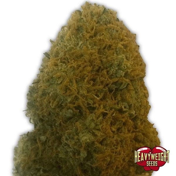 View Champion marijuana plant