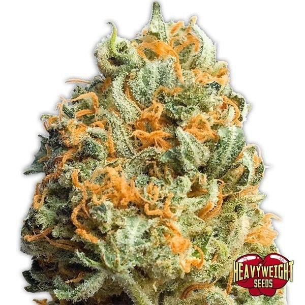 View Fully Loaded Auto Cannabis Plant