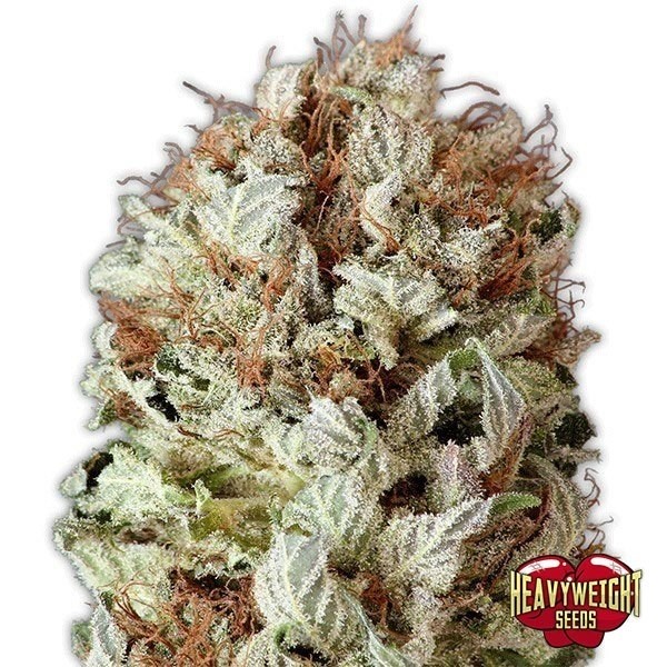View Extreme Impact Auto Cannabis Plant