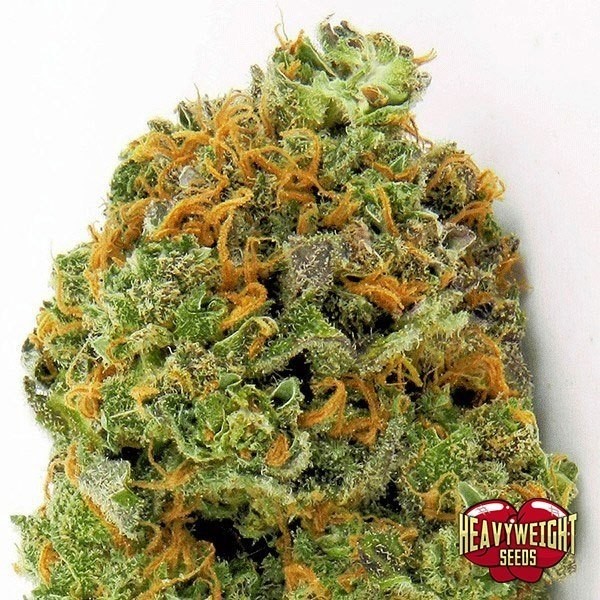 View Wipeout Express Auto cannabis plant