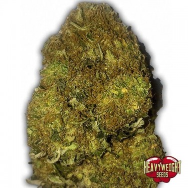 Skunky Monkey Auto cannabis plant