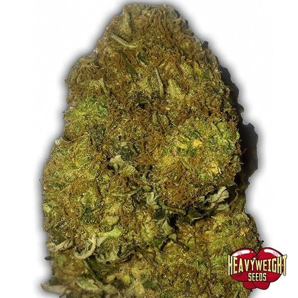 View Skunky Monkey Auto cannabis plant
