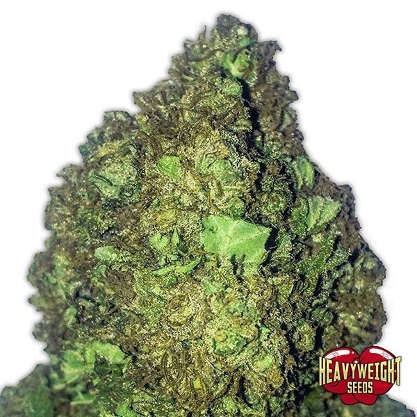 View Short & Sweet Auto cannabis plant