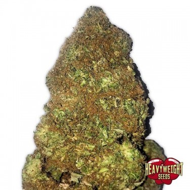 Jackpot Auto cannabis plant