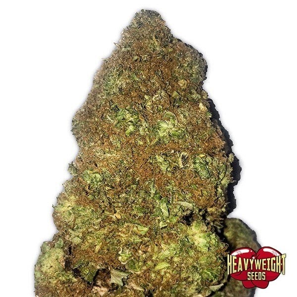 View Jackpot Auto cannabis plant