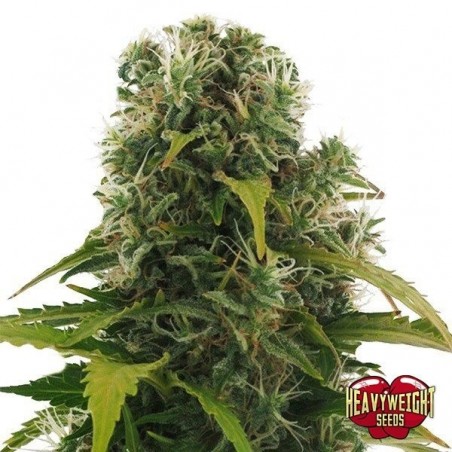 High Density Auto cannabis plant